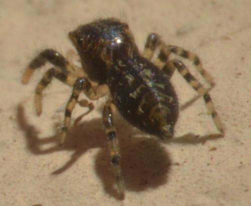 Marpissa muscosa